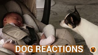 My newborn meets my dogs for first time. Crazy first meet reactions. 👶