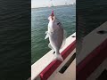 4th Strike Finned Black Seabream @ Abu Dhabi, Offshore Jigging technique