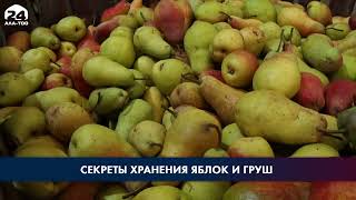 Фермеры Иссык-кульской области поделились секретами хранения яблок