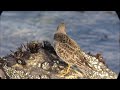 rock sandpiper