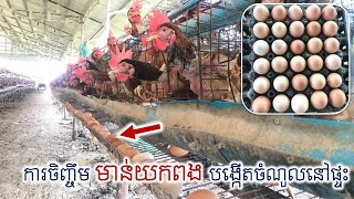 How to raising layer chicken in farm? កសិដ្ឋានចិញ្ចឹមមាន់ពង ការចិញ្ចឹមមាន់ពងបង្កើតចំណូល