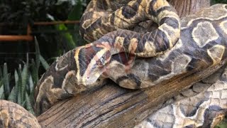 UWEC removes python sculpture after locals' concerns