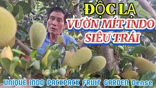 ĐỘC LẠ VƯỜN MÍT INDO SIÊU TRÁI DÀY ĐẶC| UNIQUE INDO PACKPACK FRUIT GARDENDense| Giải Trí Miền Tây