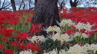 権現堂の曼珠沙華