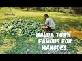 Malda Town famous for Mangoes 🥭 || Malda Town | West Bengal | India