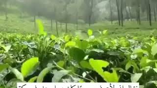 لم ينس حجرا .. هل سينسى بشرا؟