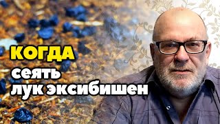 Когда сеять лук Эксибишен на рассаду | Когда и как я сею семена лука Эксибишен на рассаду