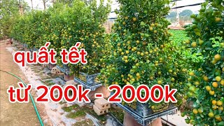 quất cảnh tết giá tại vườn từ nhỏ đến to lh0963280615 #quattet