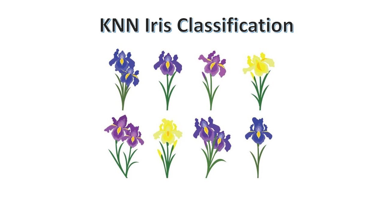 Github Fozanazhar Knn On Iris Dataset Exploratory Data Analysis And