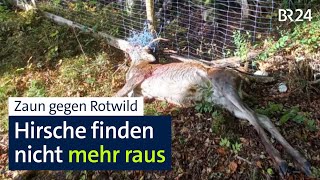 Anzeigen gegen Landwirt: Hirsche verenden in an einer Seite offenen Zaun | Abendschau | BR24