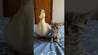 Duck and Baby Kitten React to the Camera – Cutest Duo Ever!