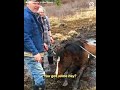Wild horse rescued from muddy pit