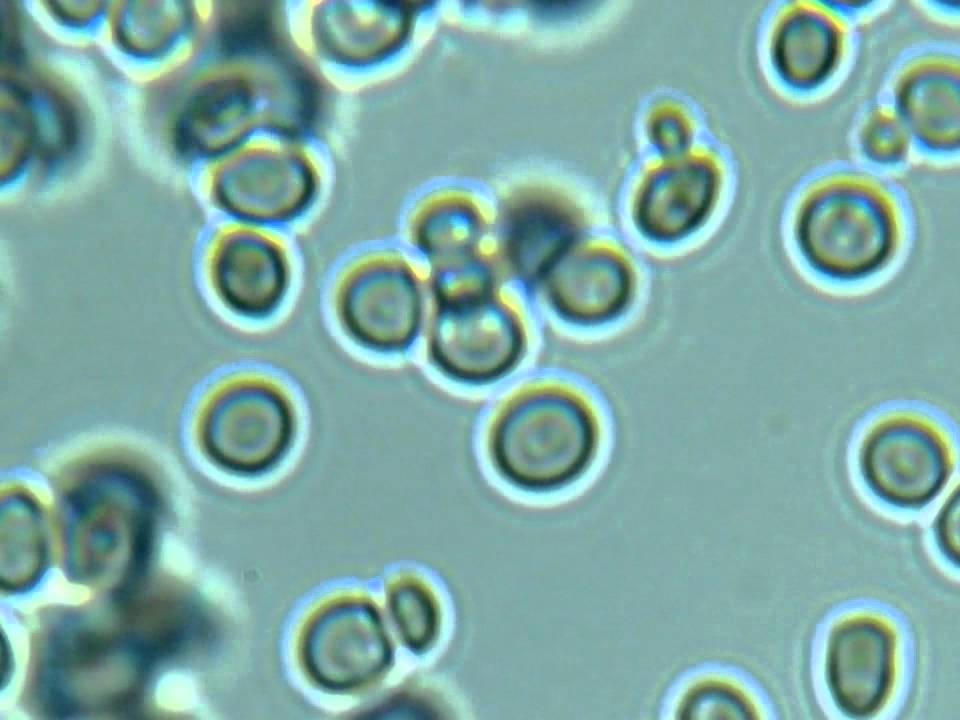 Budding Yeast Cells Labeled
