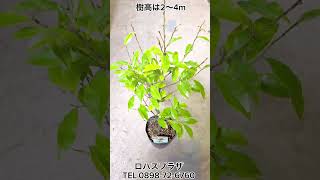 バナナの甘い香りの花が春に咲く　カラタネオガタマ　ポートワイン　苗　生垣におすすめ