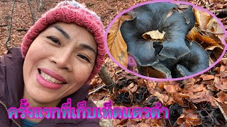 ตื่นเต้นจริงๆครั้งแรกที่เจอเห็ดแตรดำ# black trumpet mushrooms.24/11/21.