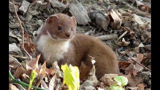 975. Lasice kolčava, Least Weasel, Mauswiesel, Belette d'Europe, Comadreja, Ласка, Łasica pospolita