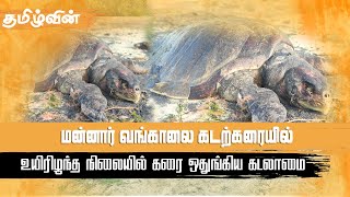 மன்னார் வங்காலை கடற்கரையில் உயிரிழந்த நிலையில் கரை ஒதுங்கிய கடலாமை|Tamilwin News