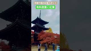 京都穴場の紅葉スポット/有料庭園と圧巻の紅葉の境内/真如堂#shorts #京都観光スポット #紅葉#真如堂