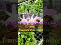 Dendrobium Products of Eka Karya Pre-Youth 200 K Get 10 Pots of Orchids