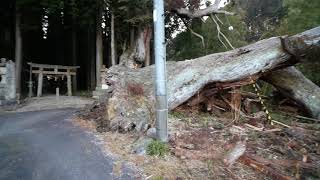 巨樹名木探訪 　六所神社のスギ 　木の情報発信基地　P1590020