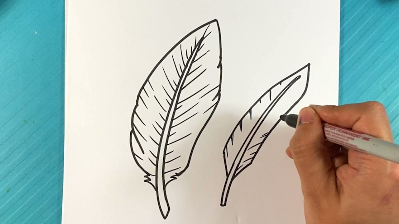 Easy How To Draw A Feather Youtube