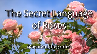The Secret Language of Roses - Rose Colour Meanings, Folklore & Victorian Floriography