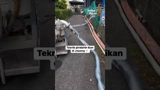 tehnik  pemindahan ikan yang canggih di jepang #faktaunik #videoshort