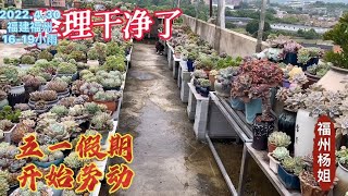 福州杨姐：五一假期第一天整理楼顶灾后多肉园，焕然一新，又开了3箱盆子！