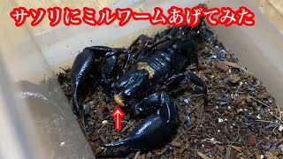 サソリにミルワーム食べさせてみた