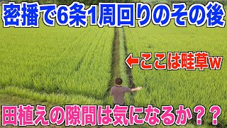 【密播の苗】6条外周1周回りで植えた田んぼの隙間を確認しました 30代米作り奮闘記#252