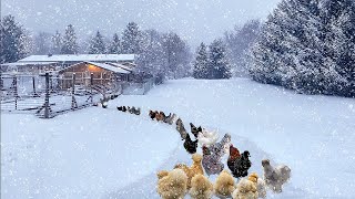 Snowstorm-Kissed Sanctuary: Raising Organic Poultry From Chicks to Thriving Hens & Harvesting Eggs