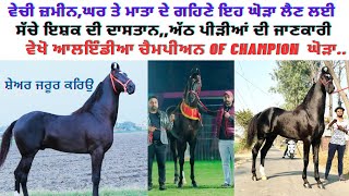 ਵੇਚਤਾ ਸੀ ਘਰ,ਜਮੀਨ ਅਤੇ ਮਾਂ ਦਾ ਸੋਨਾਂ ਬਸ ਇਹ ਘੋੜਾ ਖ੍ਰੀਦਣ ਲਈ,ਵੇਖੋ ਆਲਇੰਡੀਆ ਚੈਮਪੀਅਨ ਪੰਜਾਬ ਸ਼ਿੰਗਾਰ#aamtonkhaas