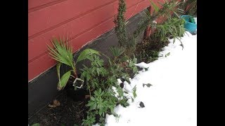 Washingtonia filibusta in Winter