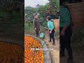 sophia threw oranges in the drain and then brother beat her 😱😰 shortsfeed ytshorts viralvideos