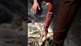 ഈ മീൻ ഇത്രയും വലുതാകുമോ.. SUBSCRIBE #fishing #shorts #shortvideo