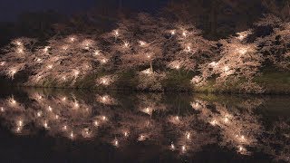 高田城址公園 満開の夜桜（2020年4月3日）