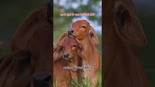 इतनी सुंदर गौ माता 🐄🐄#cow#bull #animals #love #farmer #gaay #gayamata #shortsvideo #funny #trending