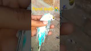 parrot death  #shorts #viral #subscribe #youtubeshorts #animals