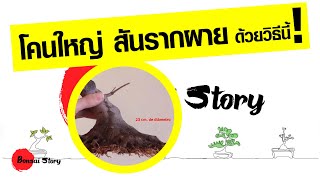 การสร้างโคนต้นไกร, การสร้างสันรากให้ใหญ่, บอนไซ ต้นไกร, Root Bonsai, Tree Base