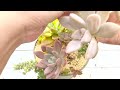 【多肉植物】蛇口鉢の仕立て直ししたん【succulent】