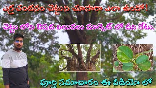 50 ఏళ్ల నాటి ఎర్రచందనం చెట్టు మా తాత పొలం లో| Red sandal Tree in my late Grandfather farm