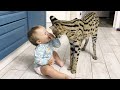 SERVAL ENTERTAINS A CHILD / Maine Coon takes revenge on Melissa