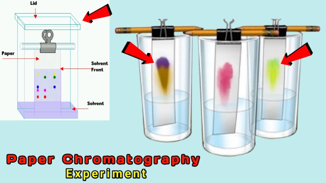 Paper Chromatography Chemistry Experiment | Chemistry Experiment With ...