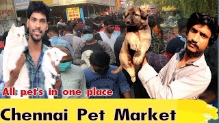 Chennai BroadWay  Pet Market 2022 / Sunday Pet Market/ Kozhi Market/ All pet in one place in Tamil