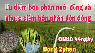 Bón phân nuôi đồng lợi ít ưu điểm khi bón phân nuôi đồng như thế nào