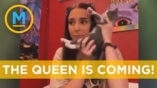 New TikTok trend combines cats with 'The Princess Diaries' and its hilarious | Your Morning