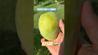 Fantastic Indian Mango 🥭 #Kesar #Mango #India #Florida #harvest