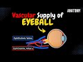 Blood Supply of the Eye (Ophthalmic Artery & Vein) - Anatomy