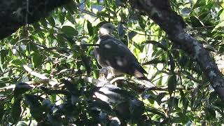 Ashy Woodpigeon, Taiwan, Jan 2018