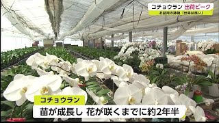 蝶が舞うよう優雅に‥お盆用のコチョウラン出荷ピーク【佐賀市金立町】 (22/08/05 17:50)